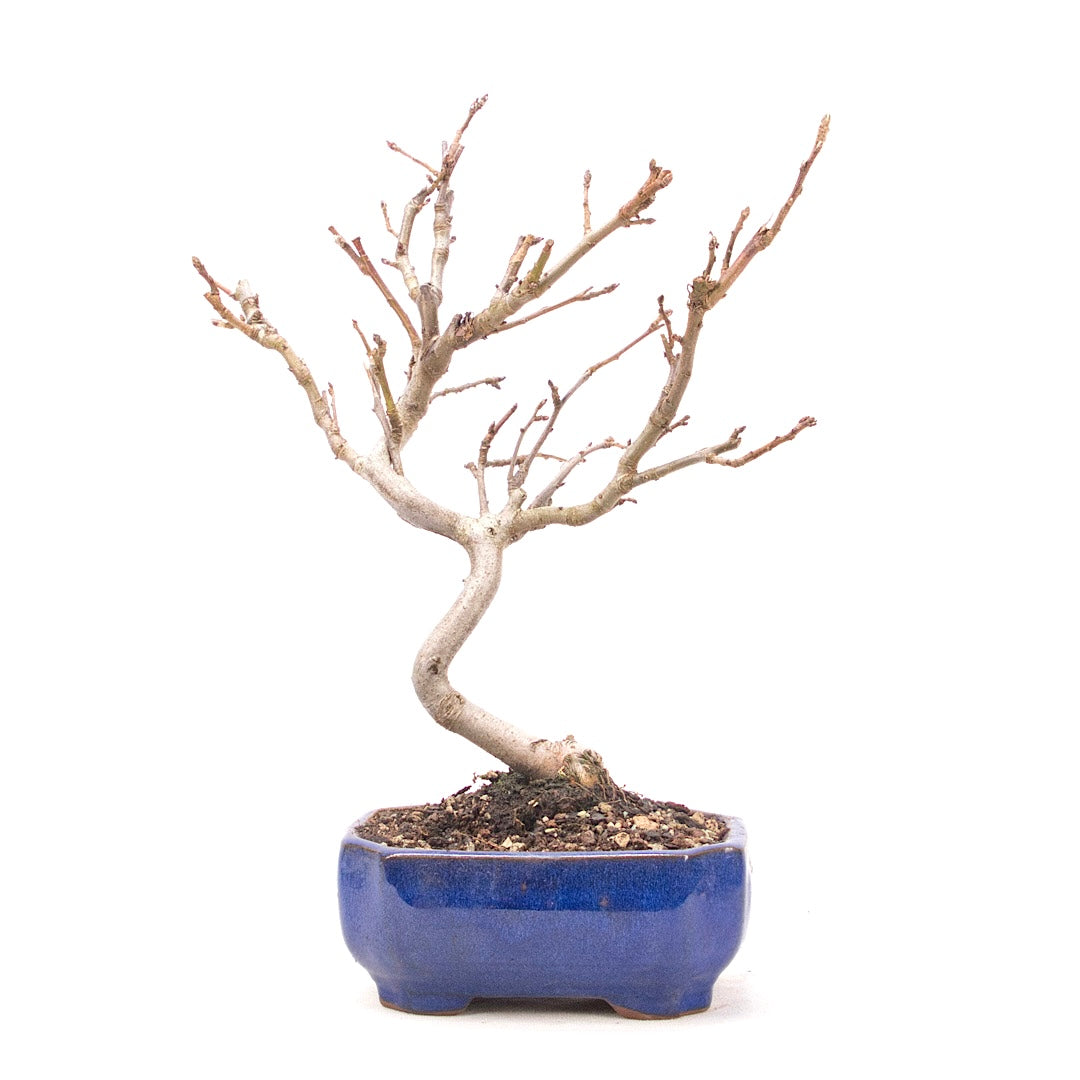 Zierapfel 'Malus spec.'